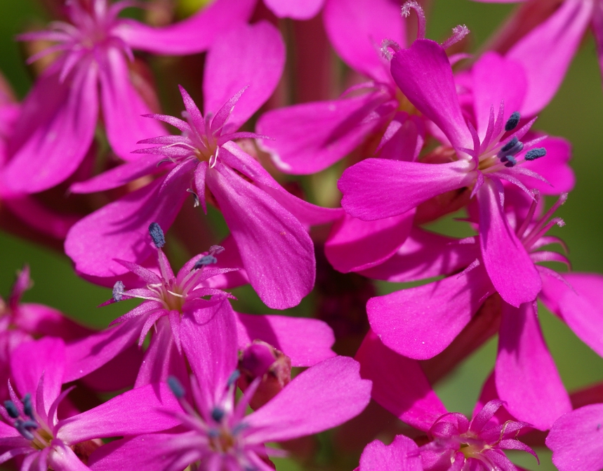 Sticky Catchfly